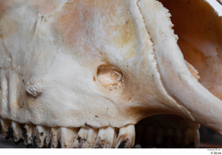 Skull Mouflon Ovis orientalis head skull 0009.jpg